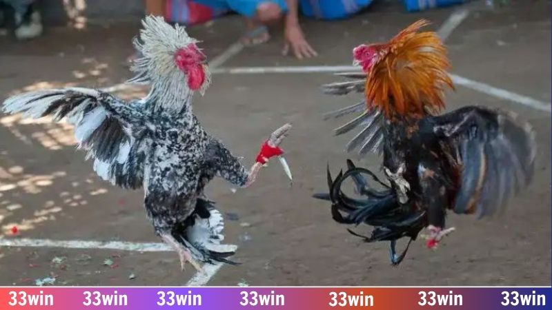 Mãn nhãn với những trận đấu đá gà cựa sát phạt